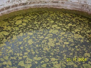 Algae in an open water tank polluting water